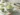 Whipping cream, matcha powder, and vanilla in a chilled bowl, then gently folding the mixture into mascarpone to create a smooth filling.